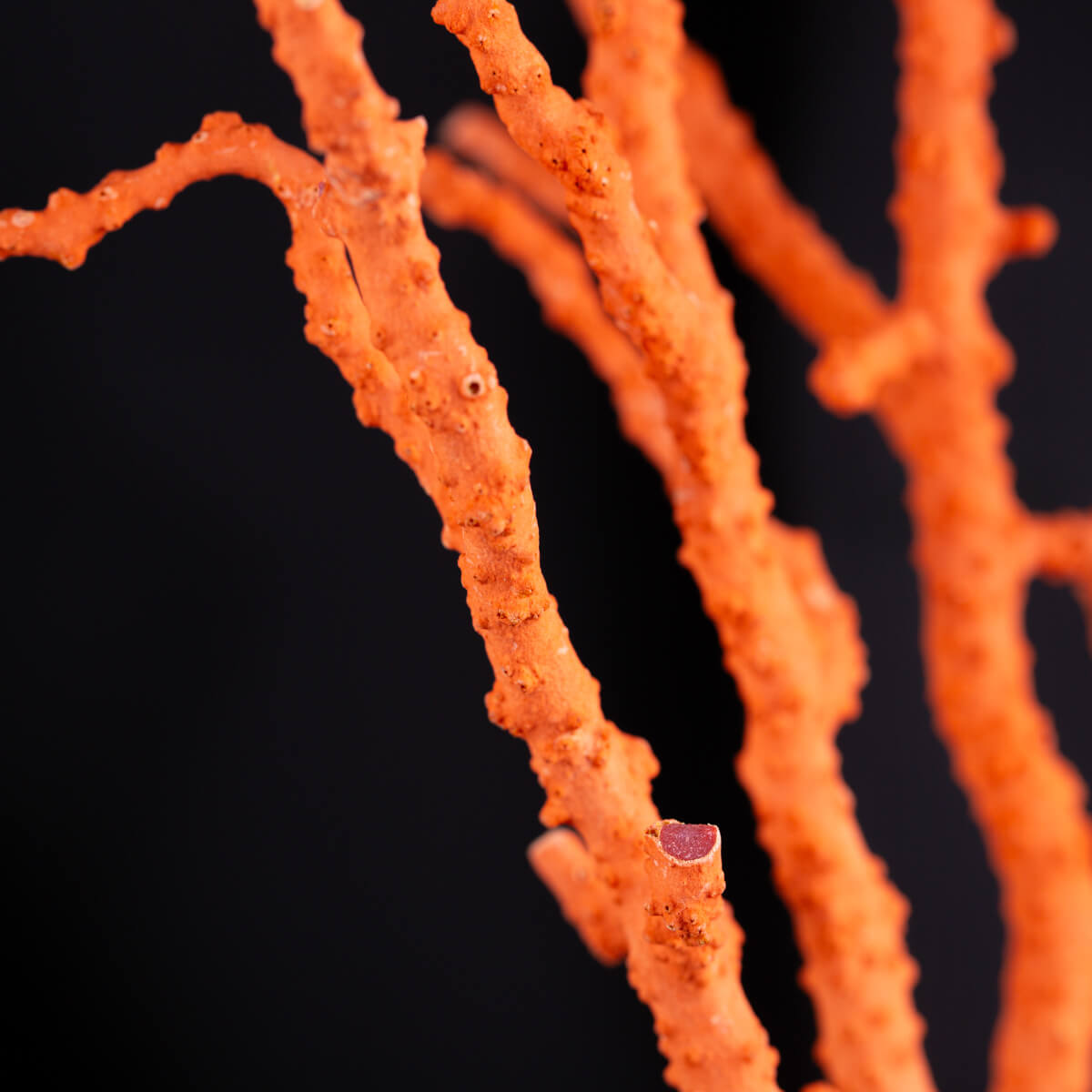 Spettacolare ramo di coralllo rosso.